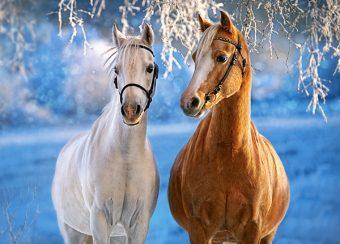 Пазлы 260 Лошади зимой
