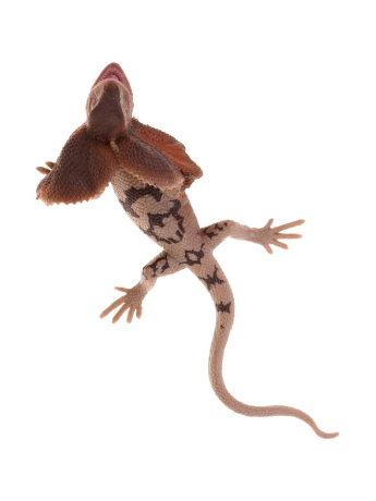 Ящерица, лист картонный