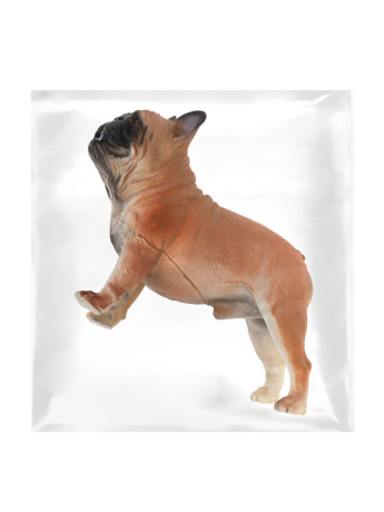 Собака, пакет