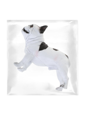 Собака, пакет